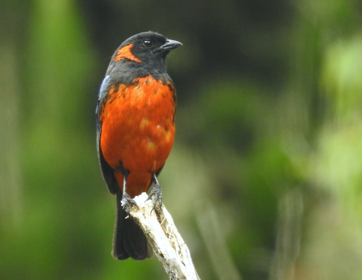 Scarlet-bellied Mountain Tanager - ML611275772