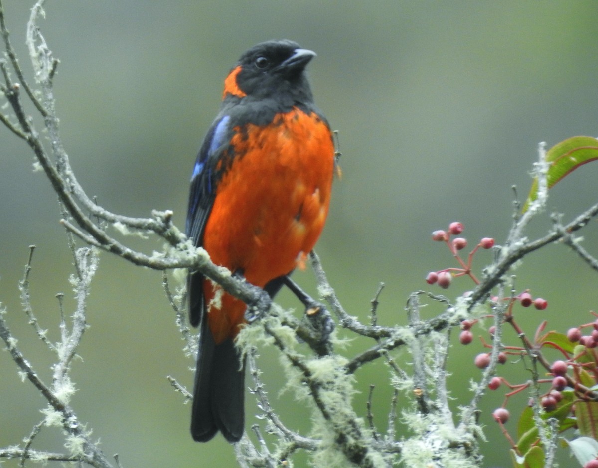 Scarlet-bellied Mountain Tanager - ML611275773
