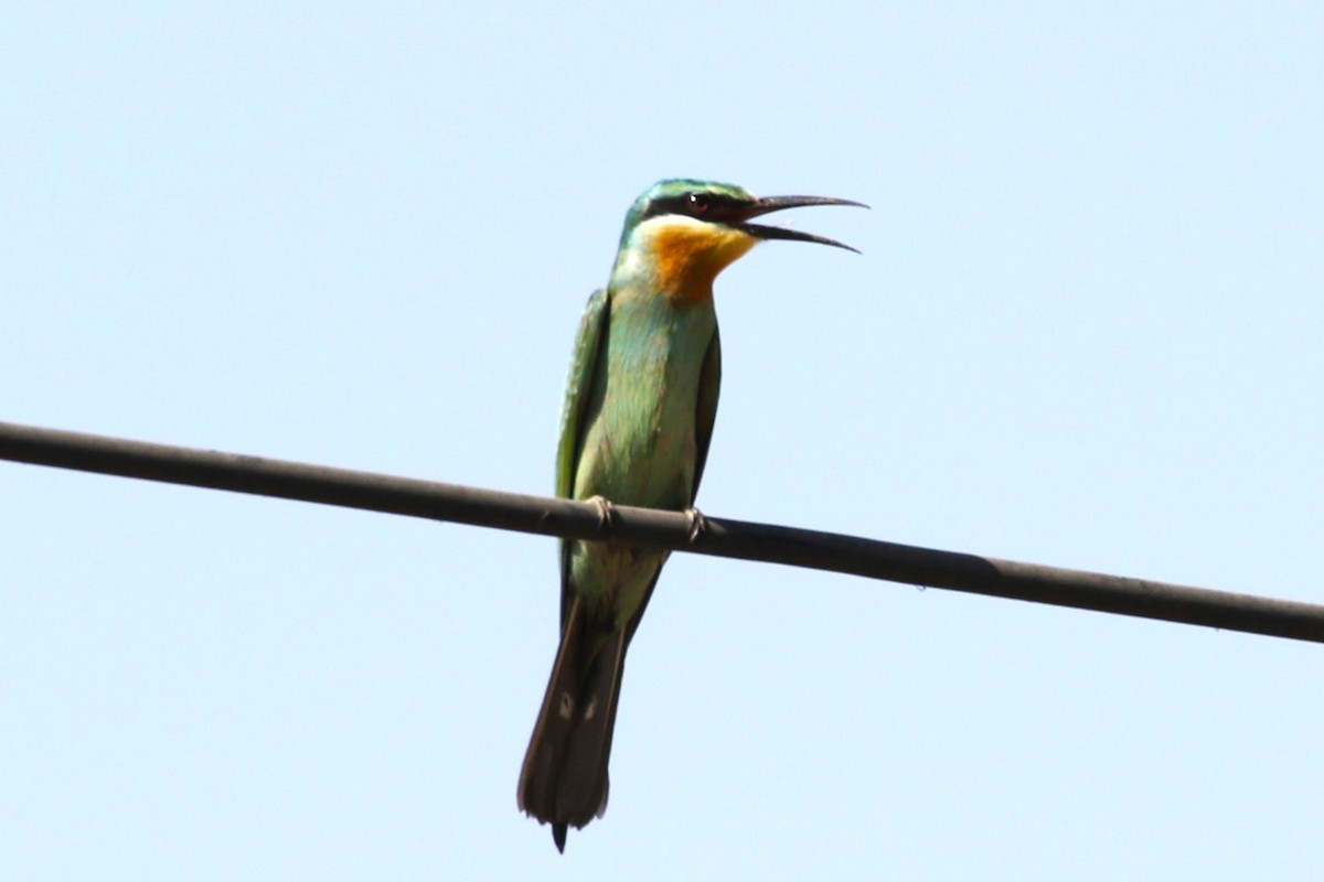 Blue-cheeked Bee-eater - ML611275887