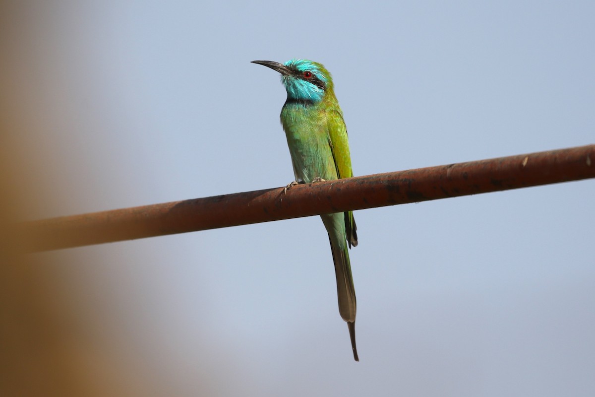 Arabian Green Bee-eater - ML611276794