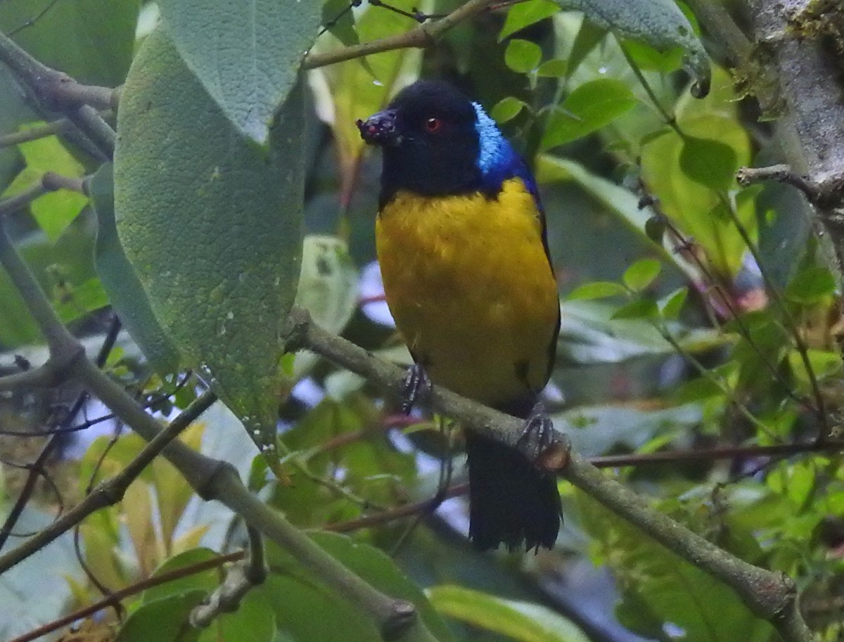 Hooded Mountain Tanager - ML611276811