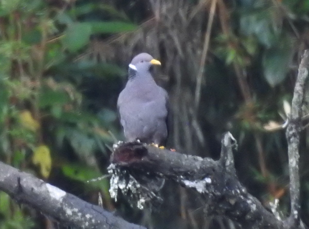 Band-tailed Pigeon - ML611276929