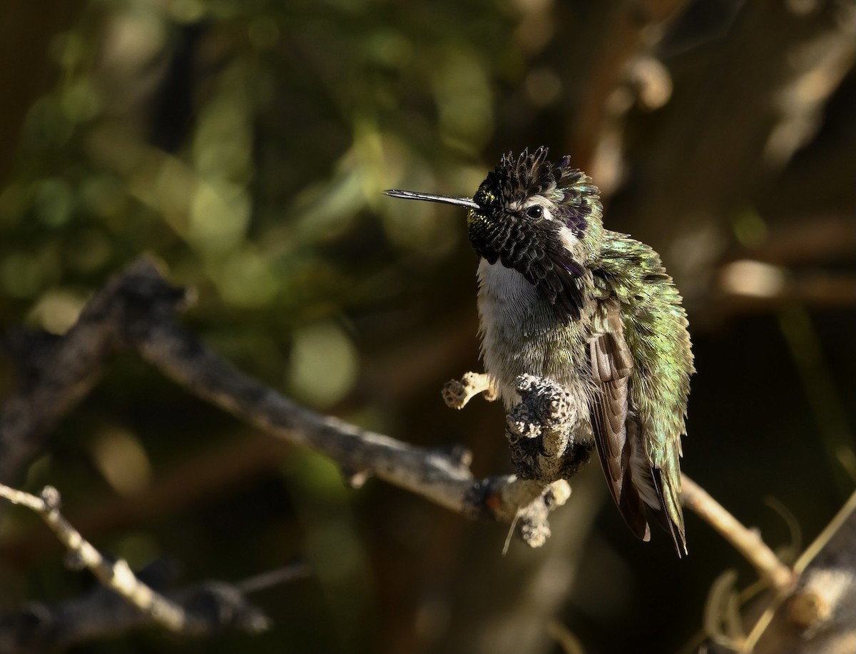 Costa's Hummingbird - ML611276939