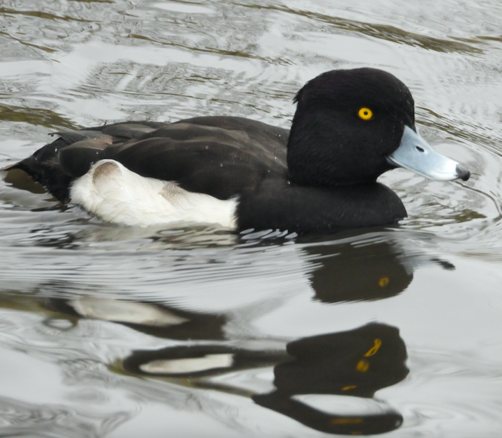 Tufted Duck - ML611276987