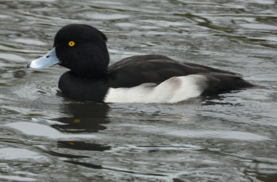 Tufted Duck - ML611276995