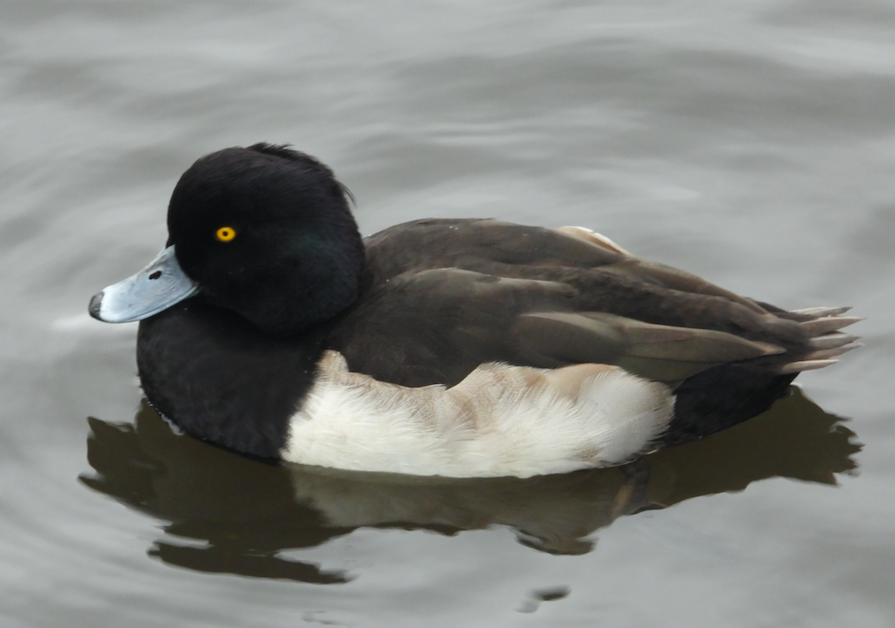 Tufted Duck - ML611277007