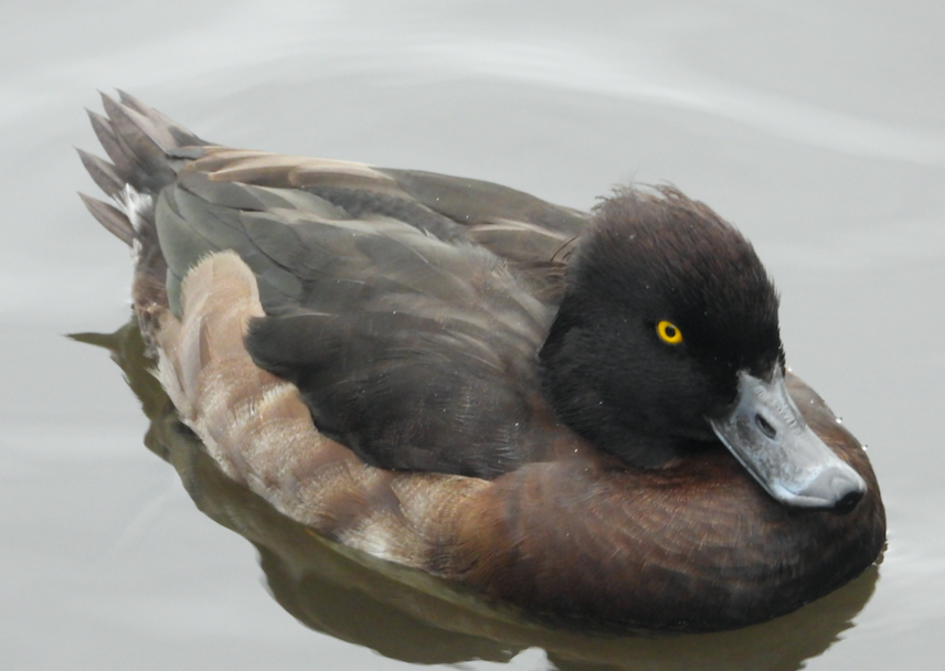 Tufted Duck - ML611277018