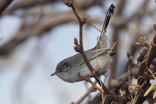 Black-tailed Gnatcatcher - eBird