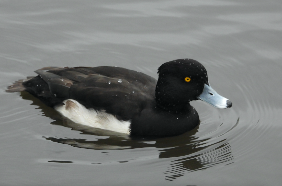Tufted Duck - ML611277027