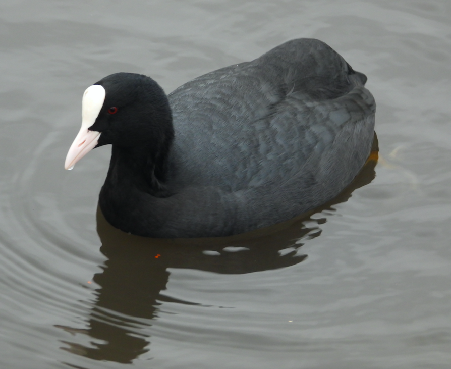 Eurasian Coot - ML611277090