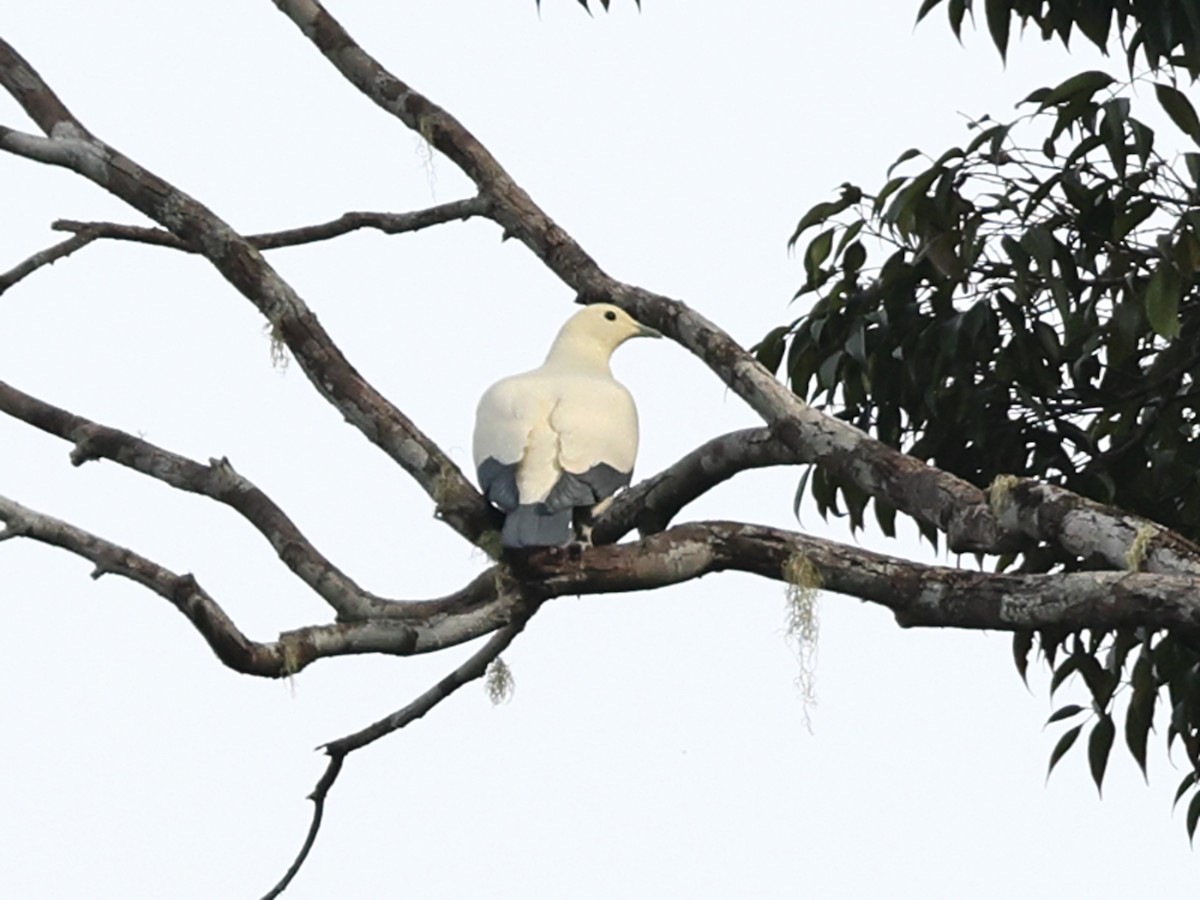 Pied Imperial-Pigeon - ML611277216