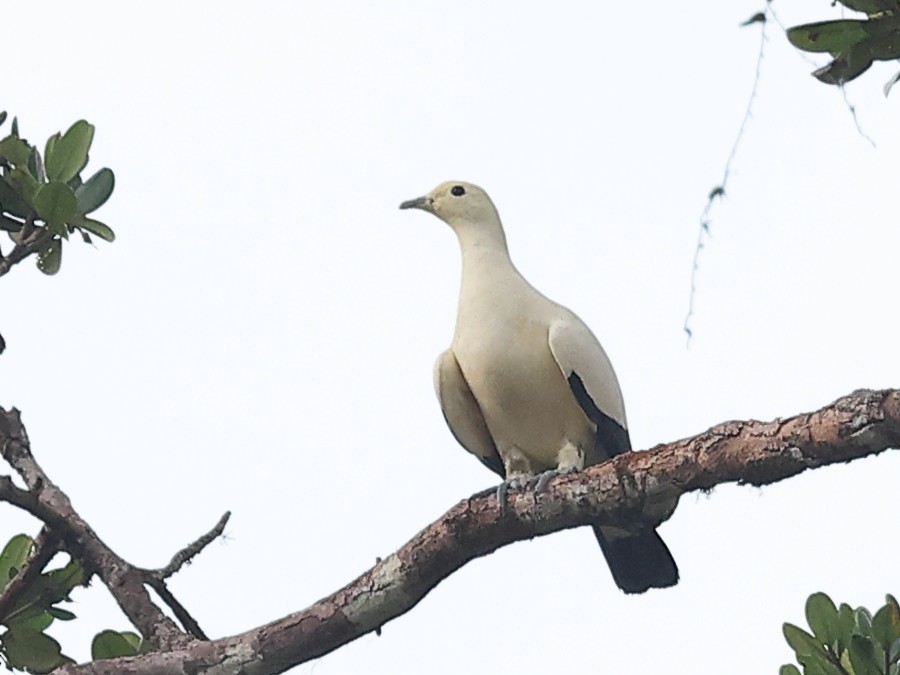 Pied Imperial-Pigeon - ML611277218