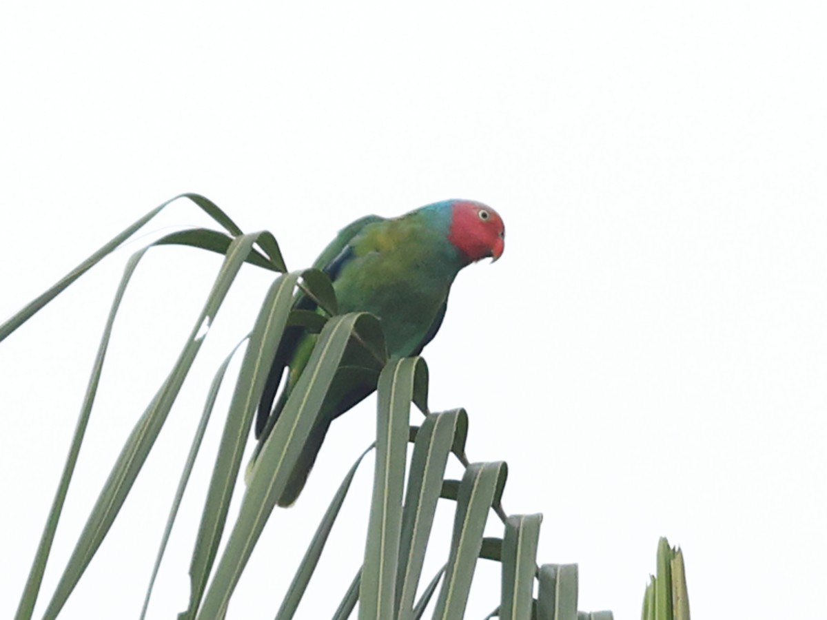 Red-cheeked Parrot - ML611277235