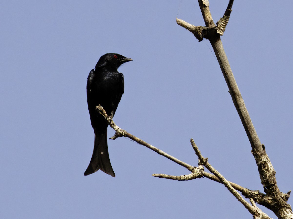 Fork-tailed Drongo (Glossy-backed) - Frode Falkenberg