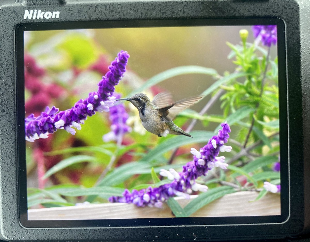 Black-chinned Hummingbird - ML611277841