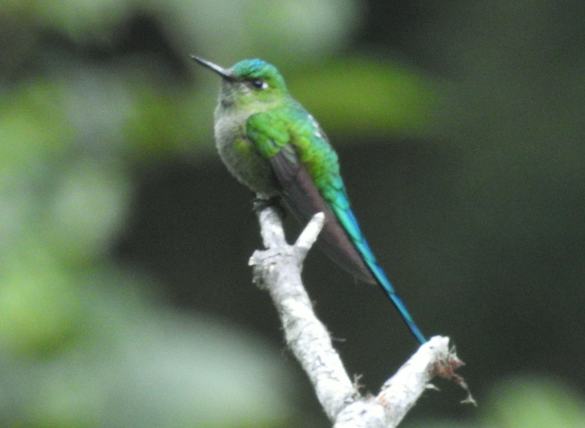 Long-tailed Sylph - ML611277865