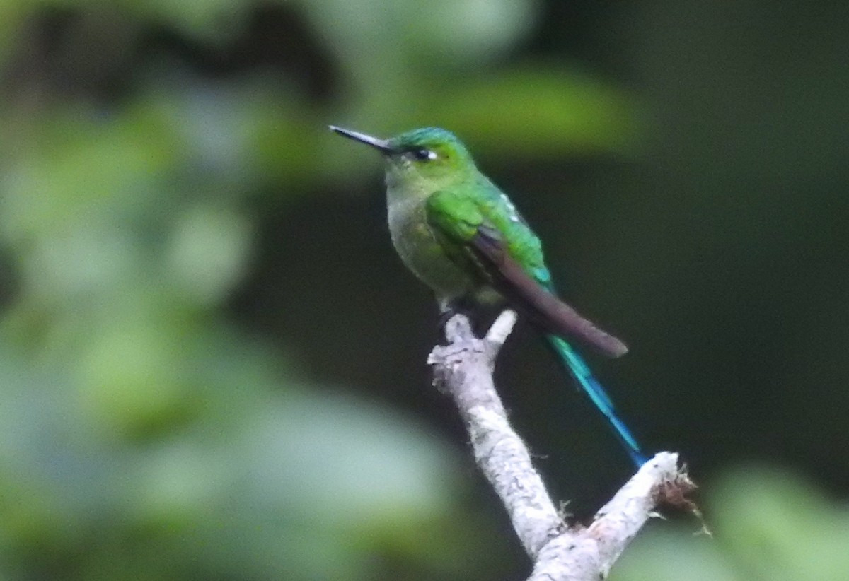 Long-tailed Sylph - ML611277866