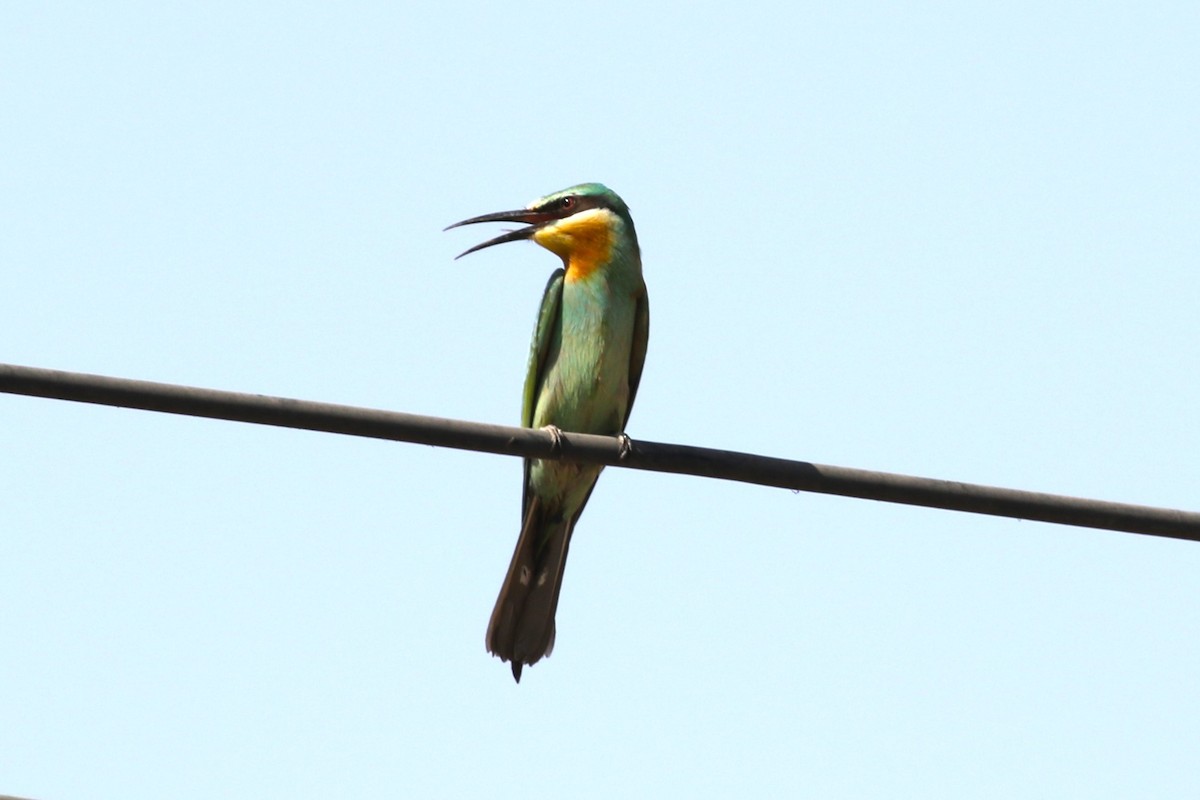 Blue-cheeked Bee-eater - ML611277957