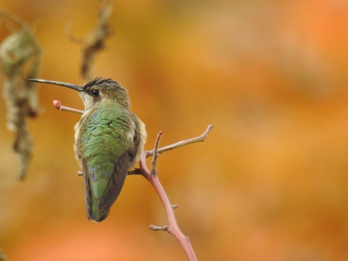 Black-chinned Hummingbird - ML611278236