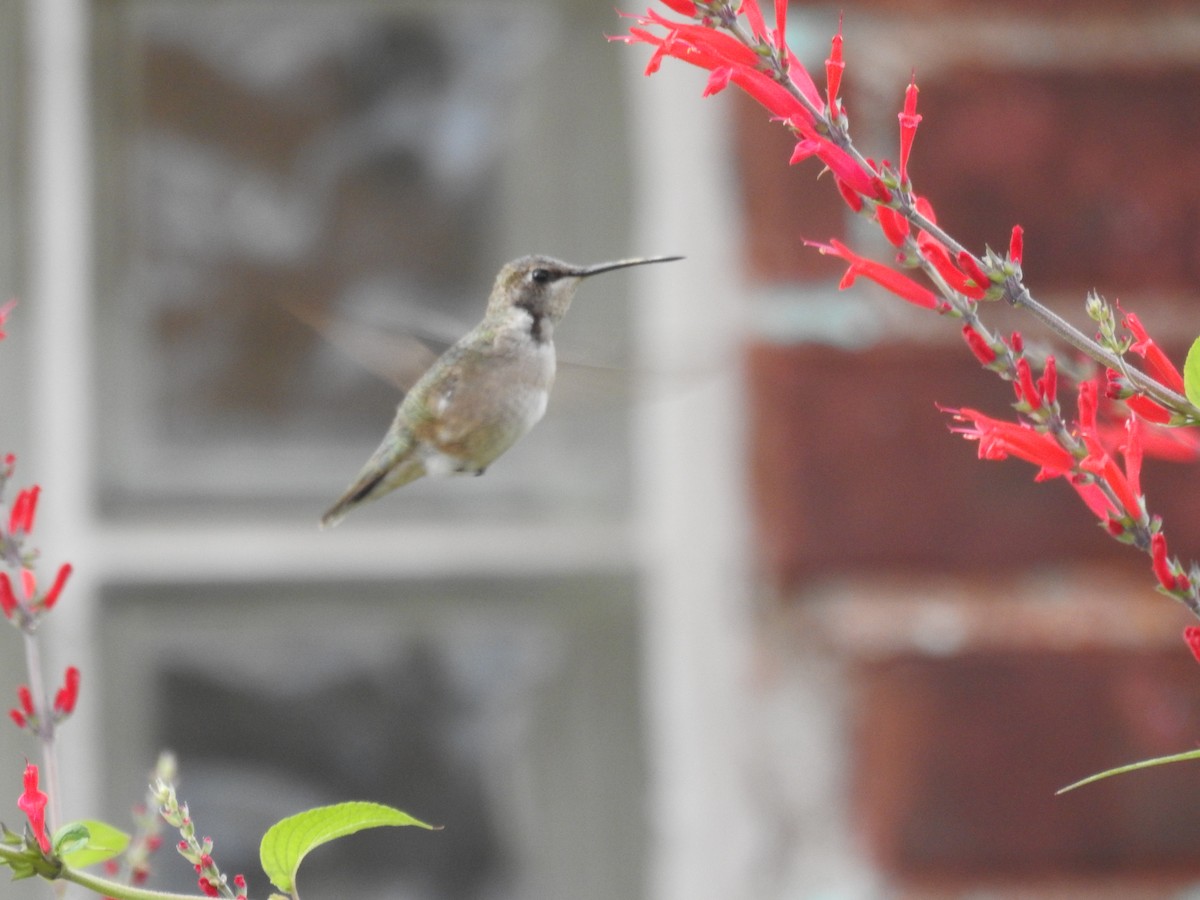 Black-chinned Hummingbird - Lisa Scheppke