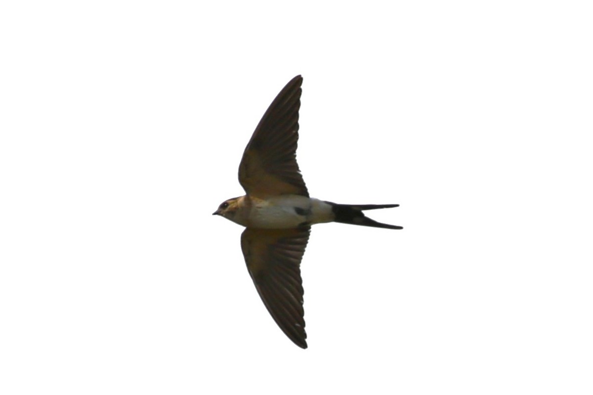 Red-rumped Swallow - ML611278330