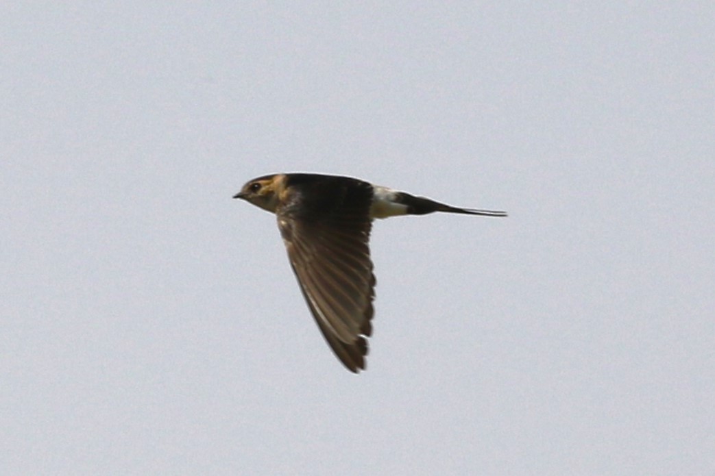 Red-rumped Swallow - ML611278339