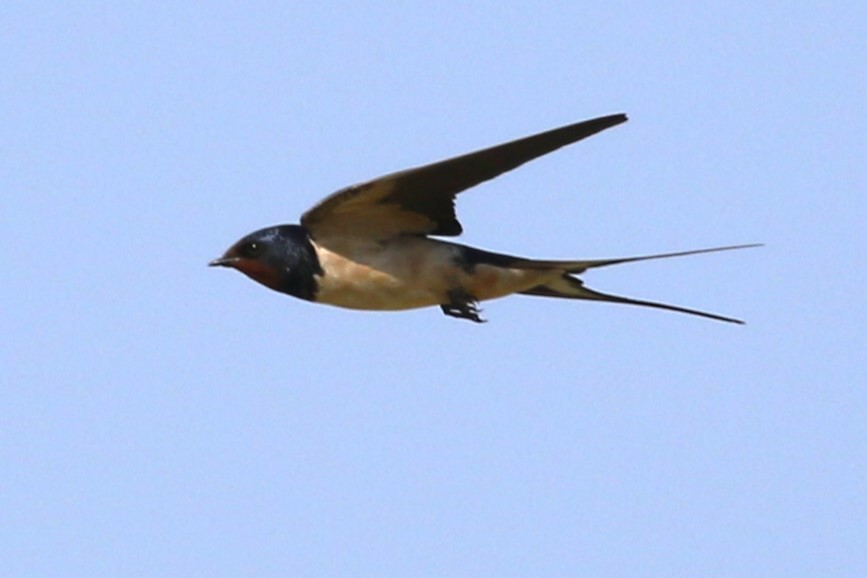 Barn Swallow - Clyde Blum