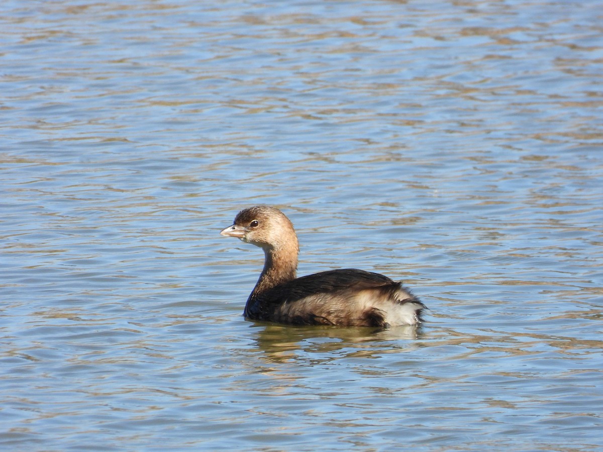 Pied-billed Grebe - ML611278395