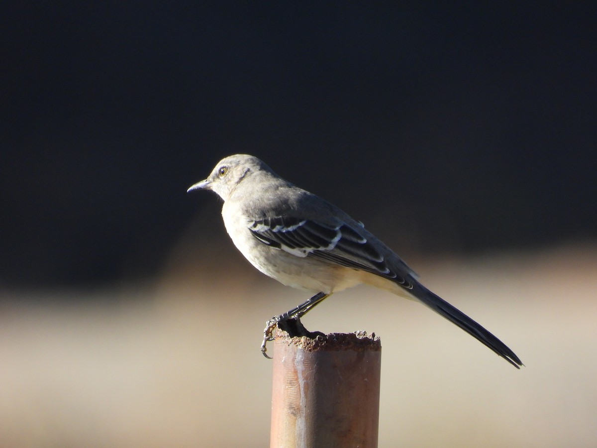 Northern Mockingbird - ML611278412