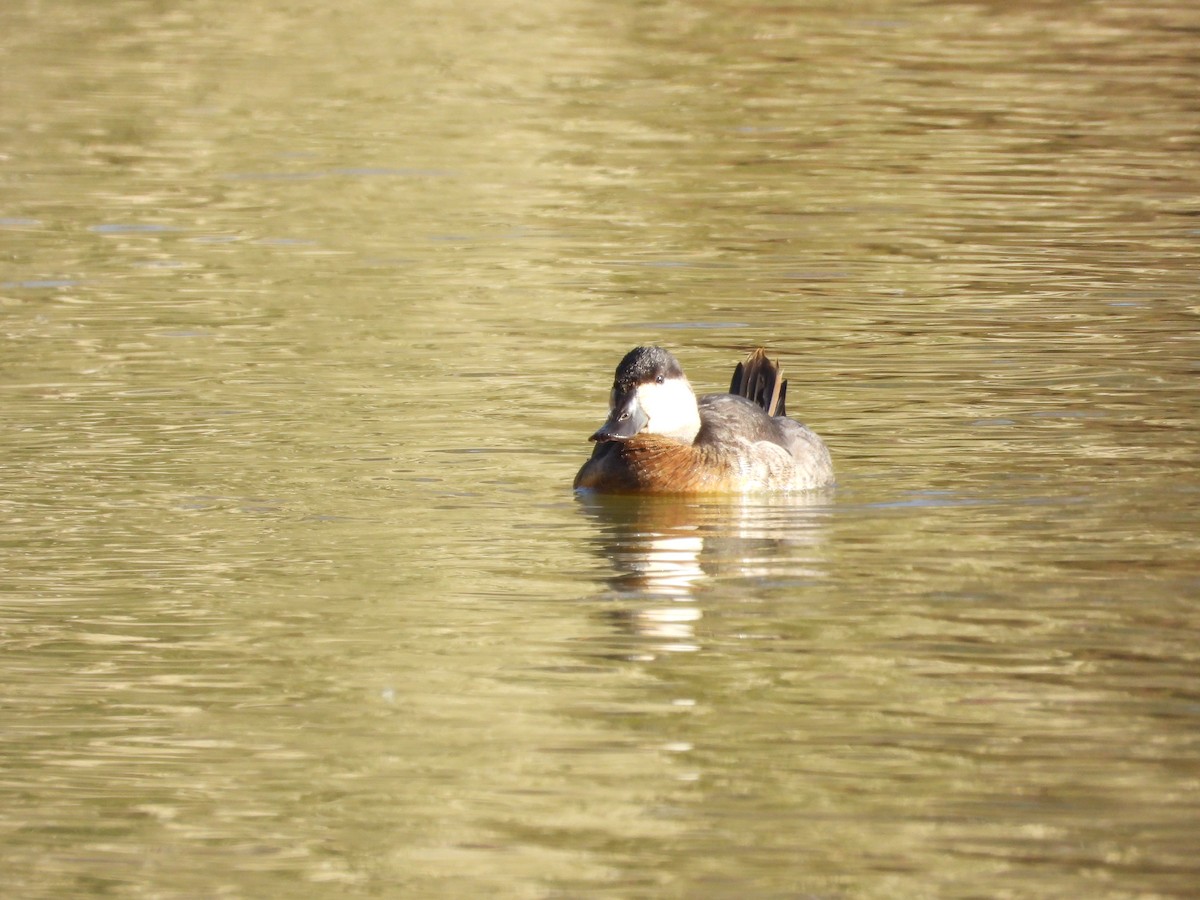 Ruddy Duck - ML611278429