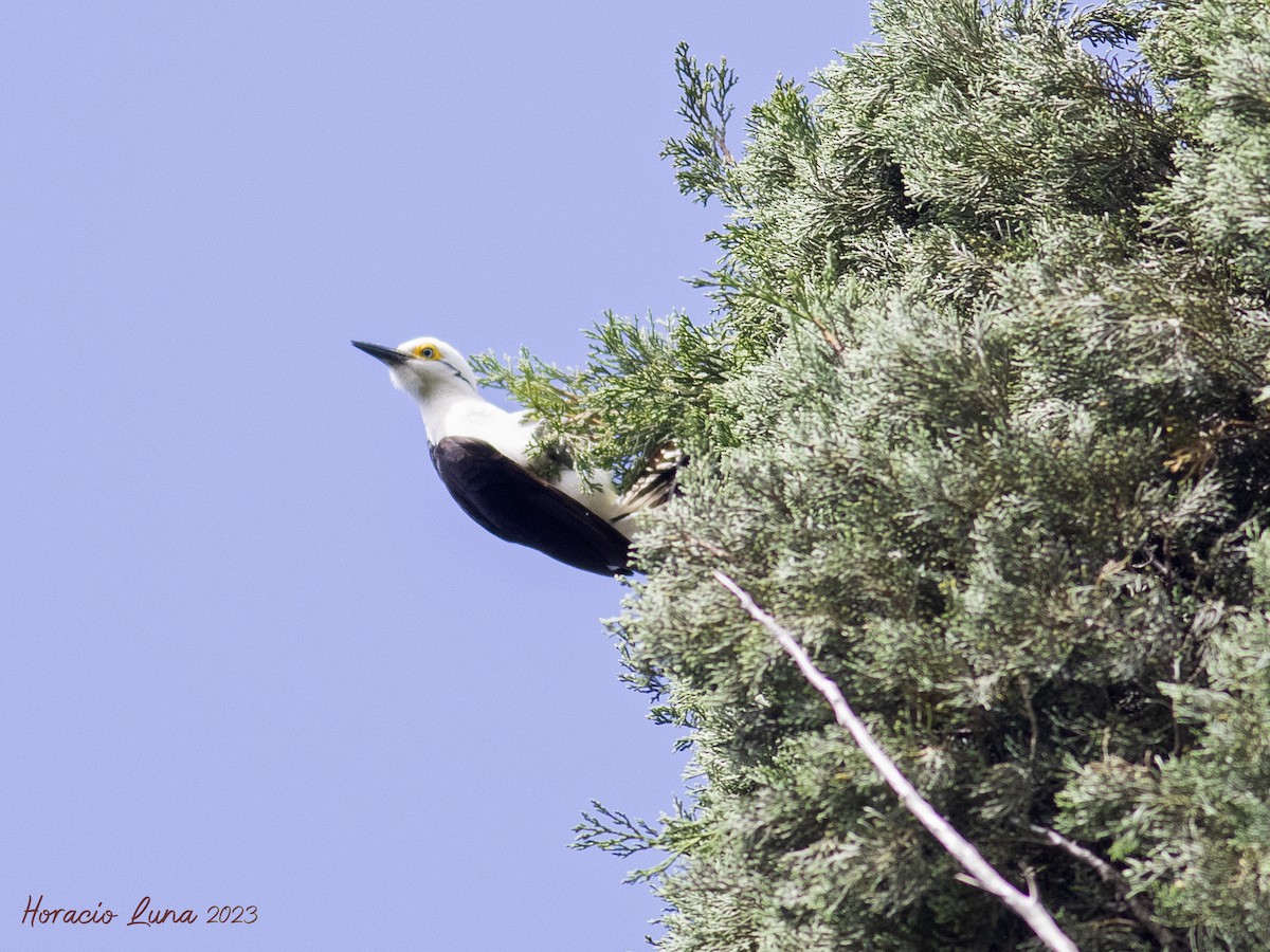 White Woodpecker - ML611278486