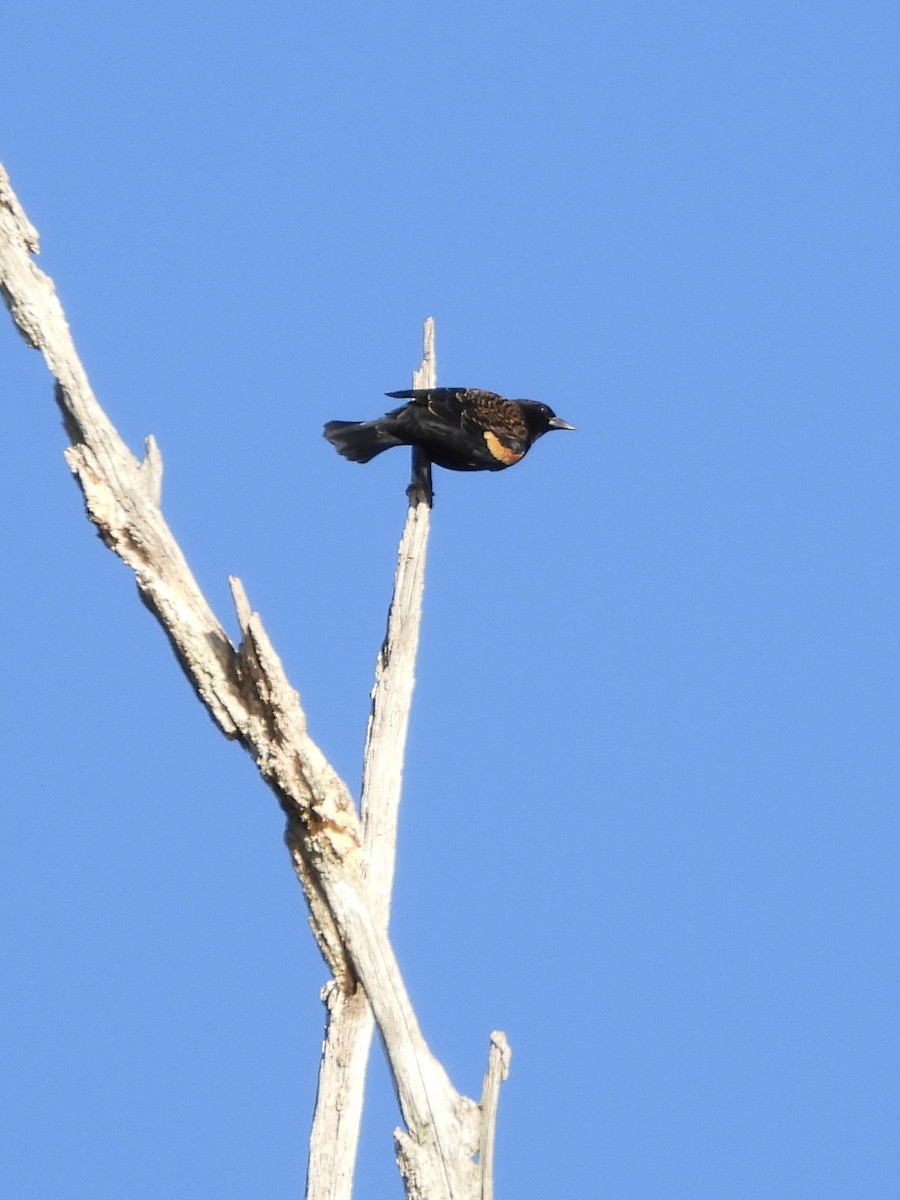 Red-winged Blackbird - ML611278571