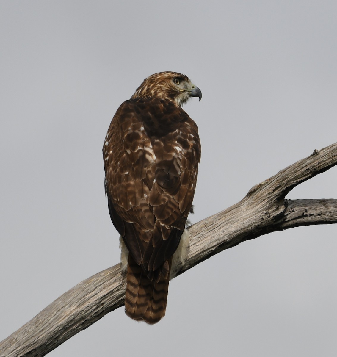 Red-tailed Hawk - ML611278695