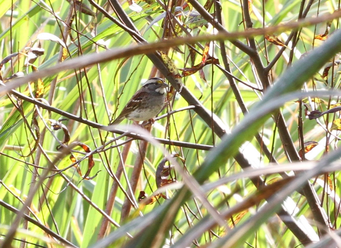 White-throated Sparrow - ML611278813