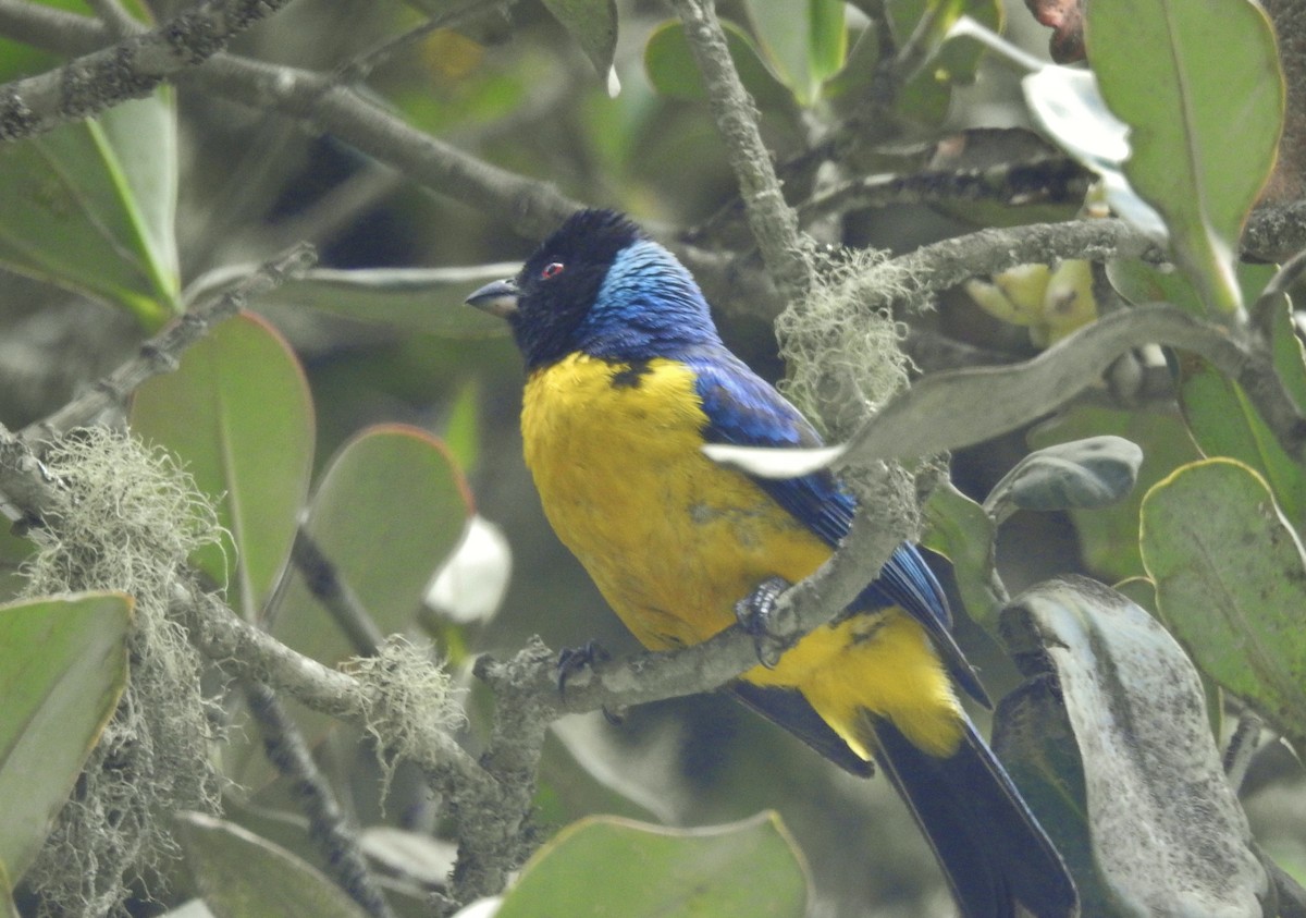 Hooded Mountain Tanager - ML611278828