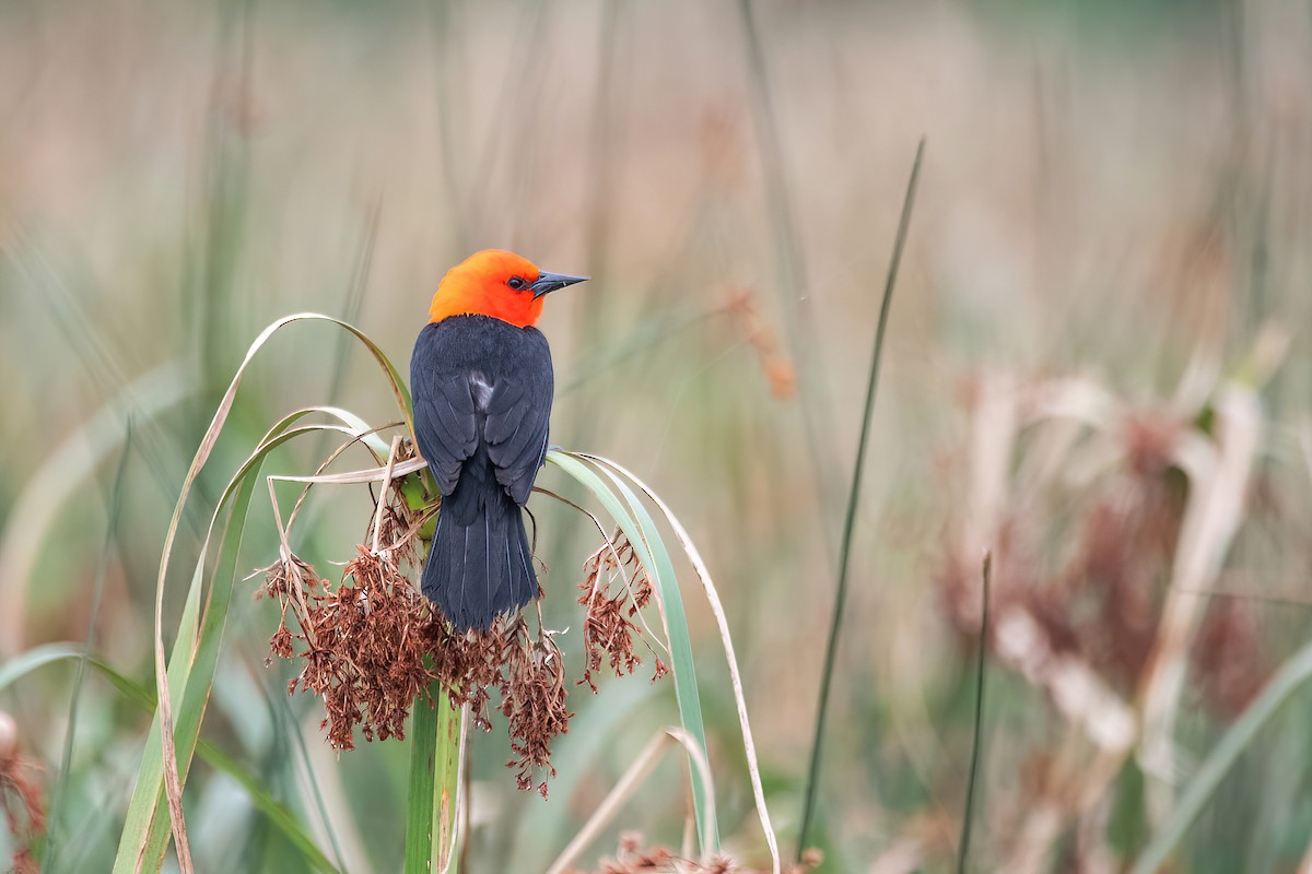 Scarlet-headed Blackbird - ML611278894