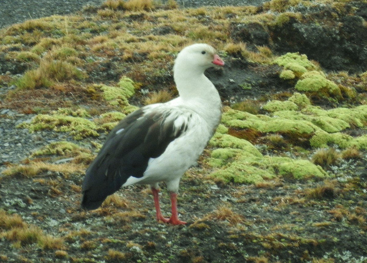 Andean Goose - ML611279006