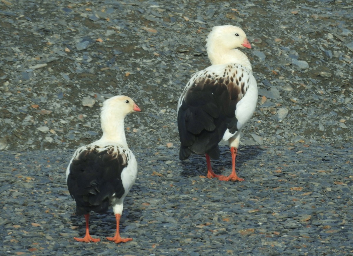 Andean Goose - ML611279007