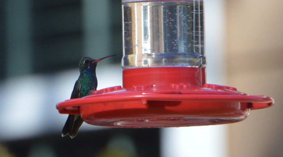 kolibřík širokozobý - ML611279146