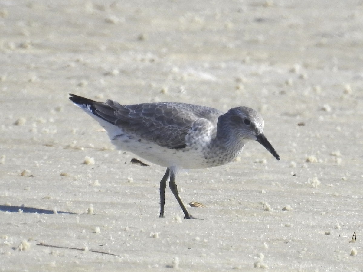 Red Knot - ML611279193