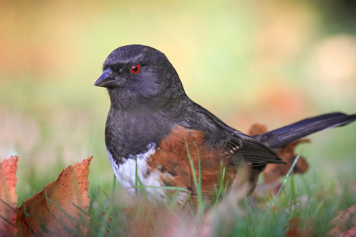 Spotted Towhee - ML611279230