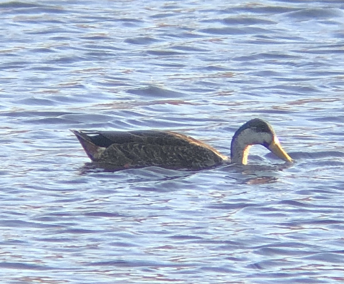 eBird Checklist - 18 Nov 2023 - Calvert Vaux Park (Dreier-Offerman Park ...