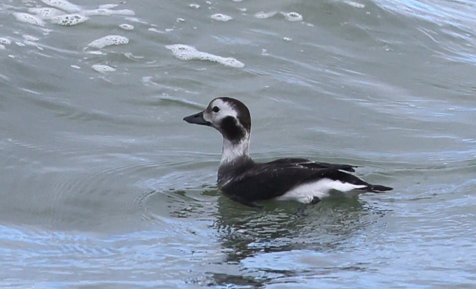 Long-tailed Duck - ML611279363