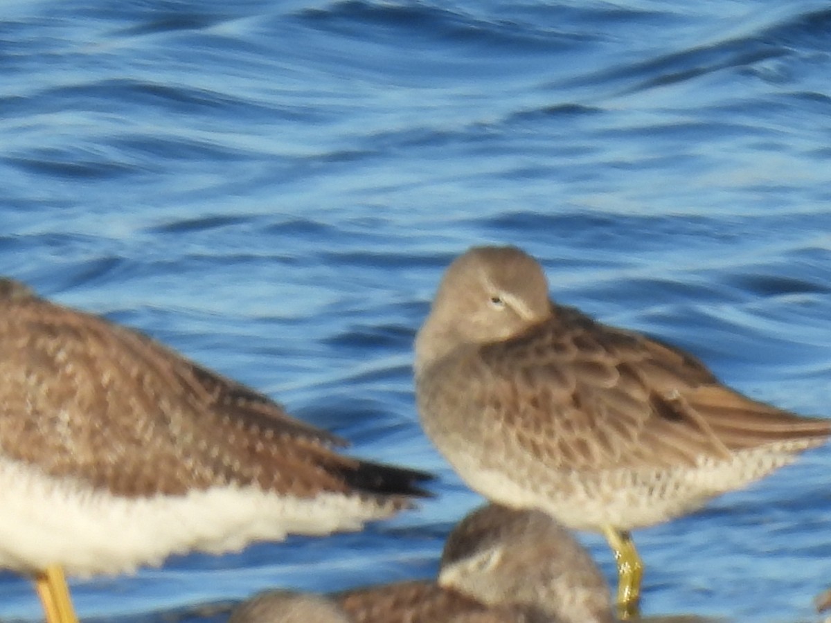Long-billed Dowitcher - ML611279366