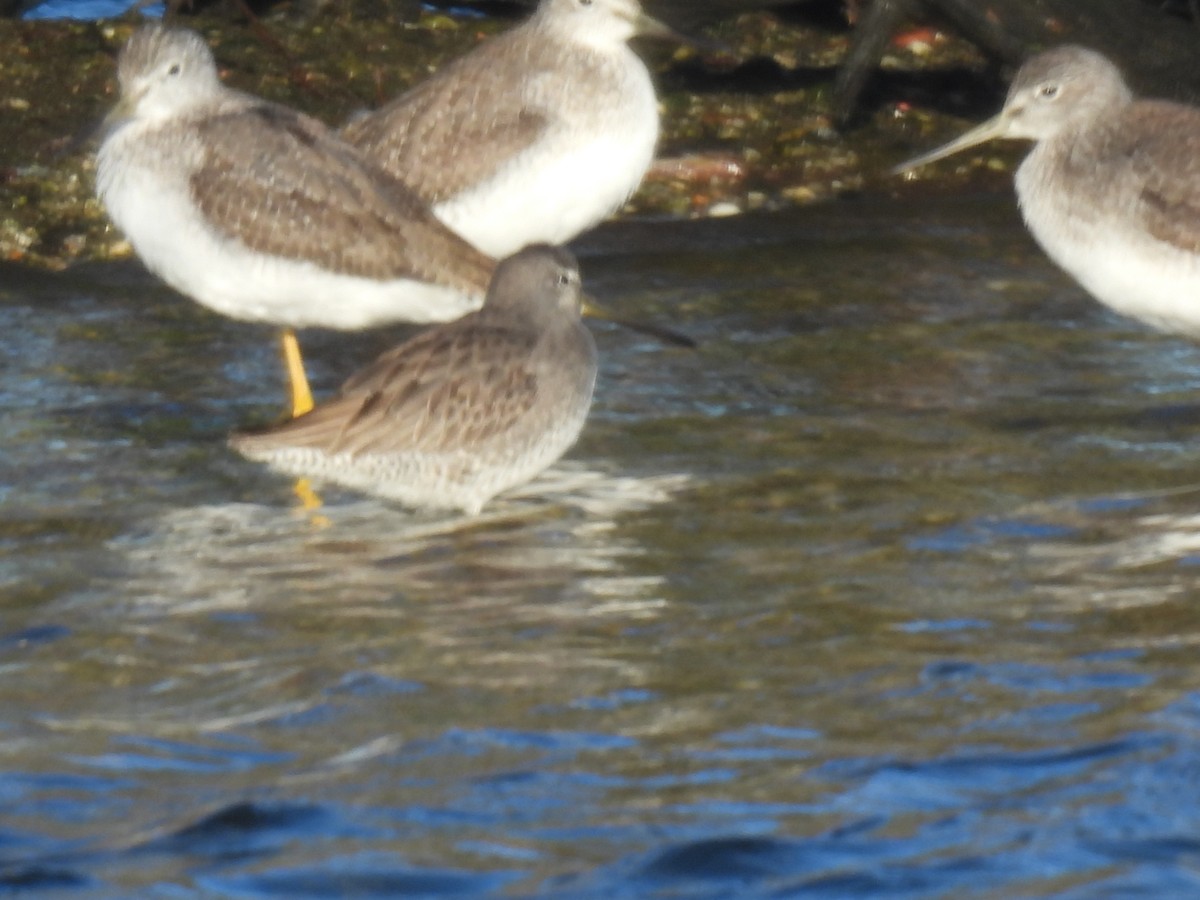 Long-billed Dowitcher - ML611279367