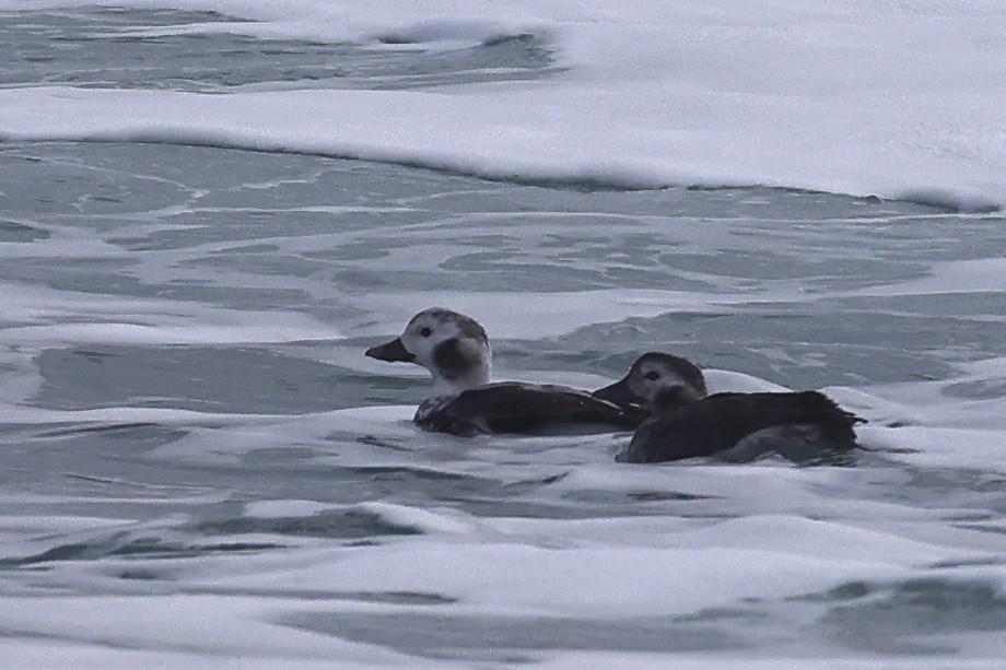 Long-tailed Duck - ML611279452