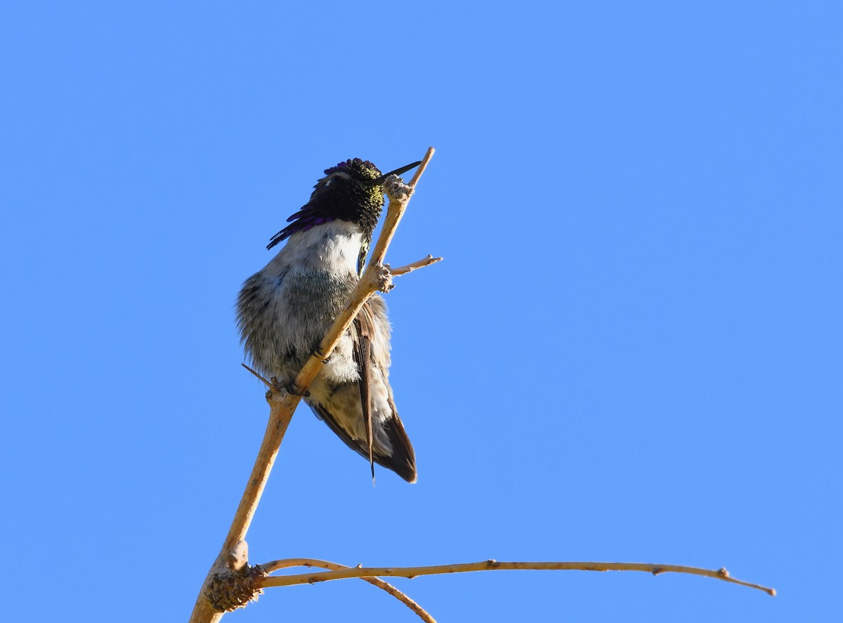 Costa's Hummingbird - ML611279480