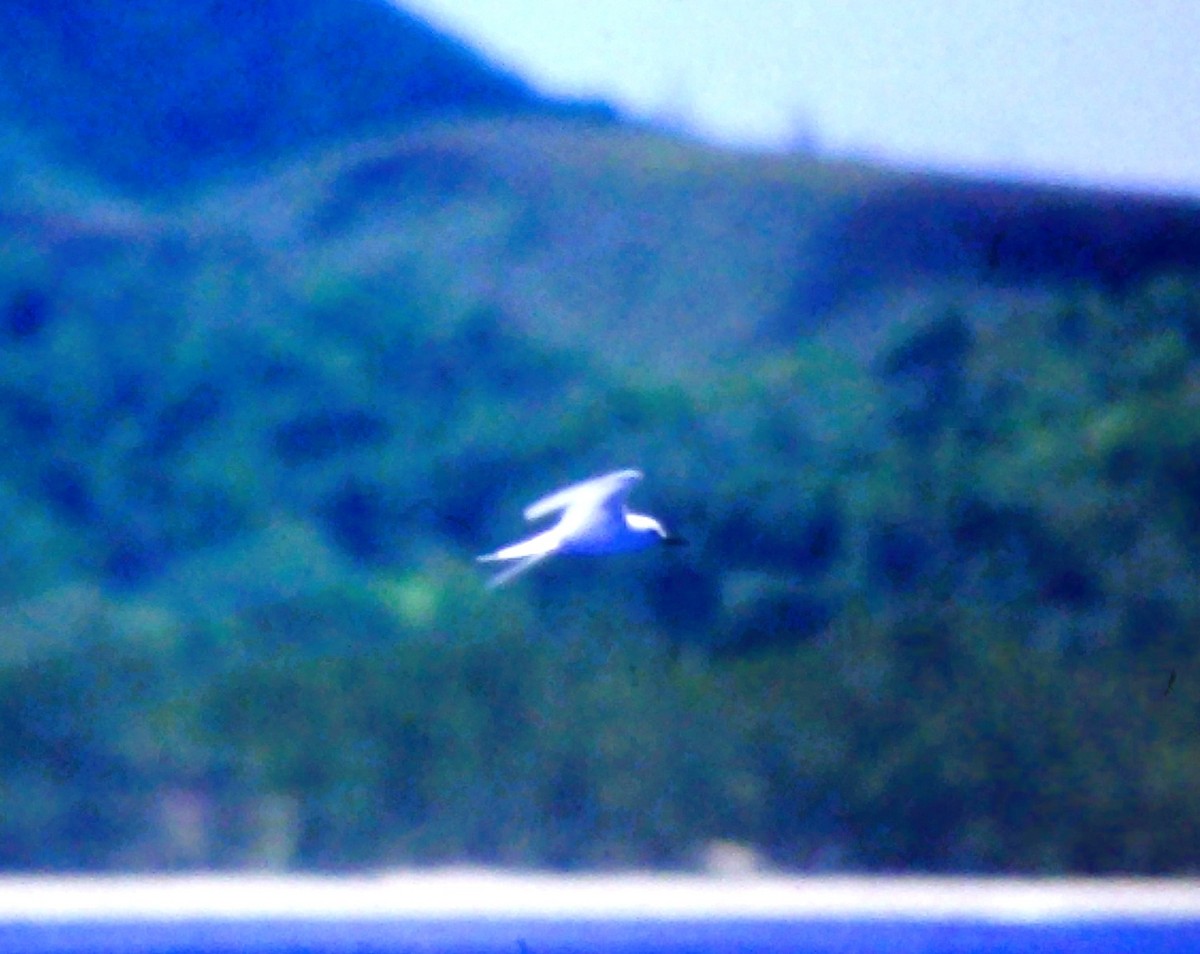 White Tern - ML611279498