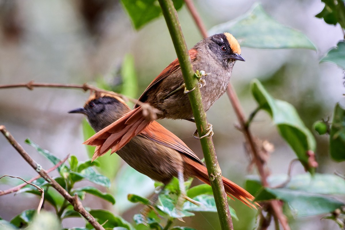 Light-crowned Spinetail - ML611279643