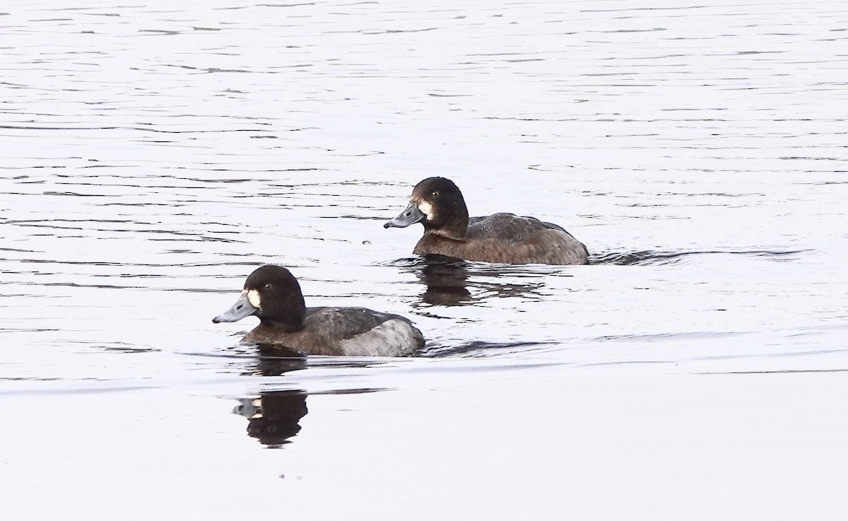 Greater Scaup - ML611280139